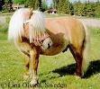 shetland pony.jpg