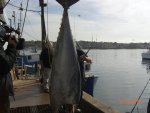 tuna 001.jpg