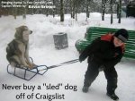 sleddog.jpg