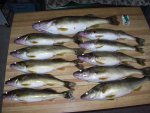 11 walleye.jpg