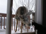 deer in window.jpg