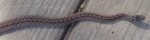 snakepic.JPG