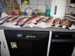 S 2008 florida mangrove snapper.JPG