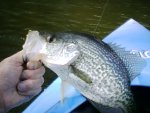 Noxontown crappie1.jpg