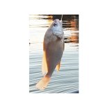 sheephead cropout2.jpg