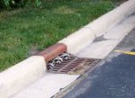coons in a drain.jpg
