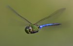 dragonfly- js online staff photo.jpg