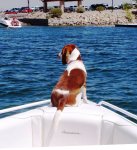 Daisy boater 002 crop and tilt resize.jpg