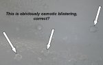 Osmotic Blistering.JPG