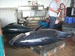 TUNA 004.jpg