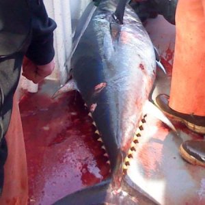 250 LB BFT caught jigging for cod on charter at Georges Bank