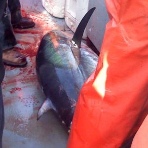 250 LB BFT caught jigging for cod on charter at Georges Bank