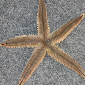 Copy of 1979 Boat 051