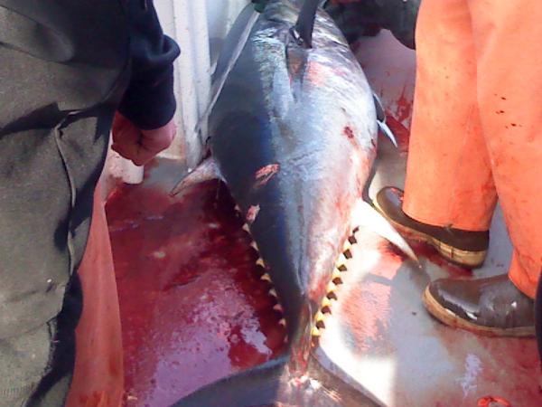 250 LB BFT caught jigging for cod on charter at Georges Bank