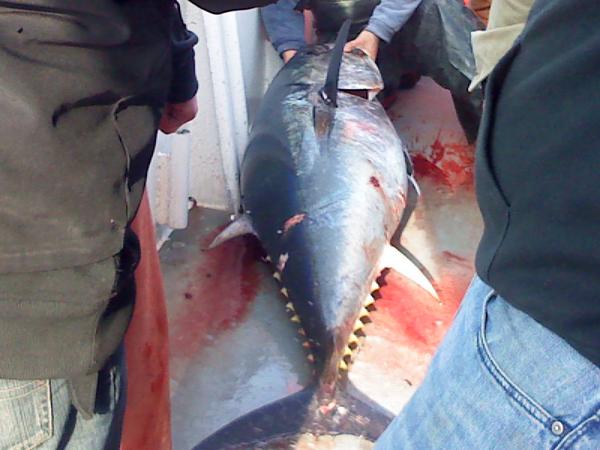 250 LB BFT caught jigging for cod on charter at Georges Bank