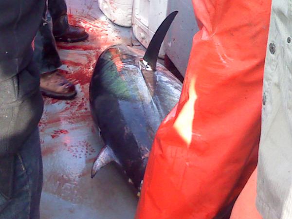 250 LB BFT caught jigging for cod on charter at Georges Bank