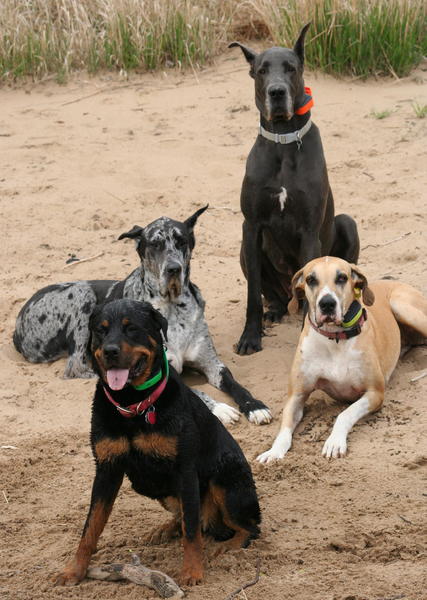 4 Girls on the Beach