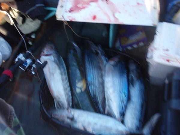 bite happening too fast to bonk n clean em